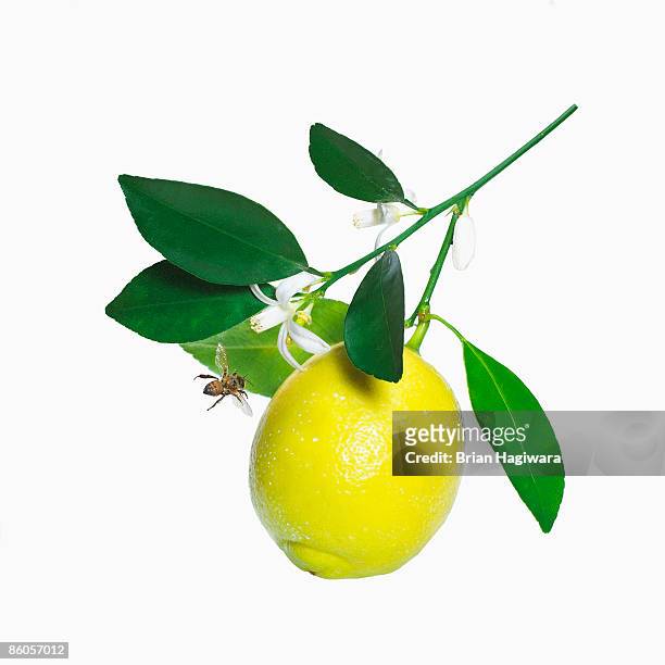 lemon on branch - citrus blossom stock-fotos und bilder