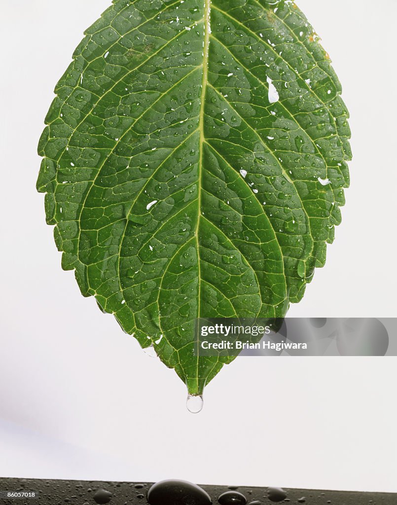 Mint leaf with droplets