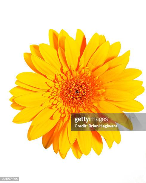 yellow gerber daisy - gerbera daisy stock-fotos und bilder