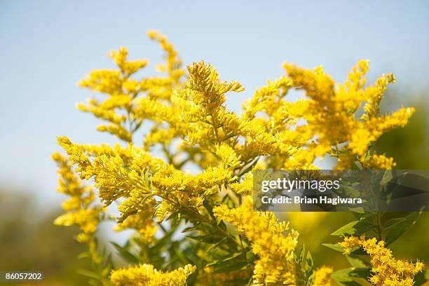 goldenrod - goldenrod stock pictures, royalty-free photos & images