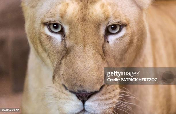 Lioness Malinda is pictured at their enclosure at the Zoological Park in the eastern French city of Amneville on October 12, 2017.