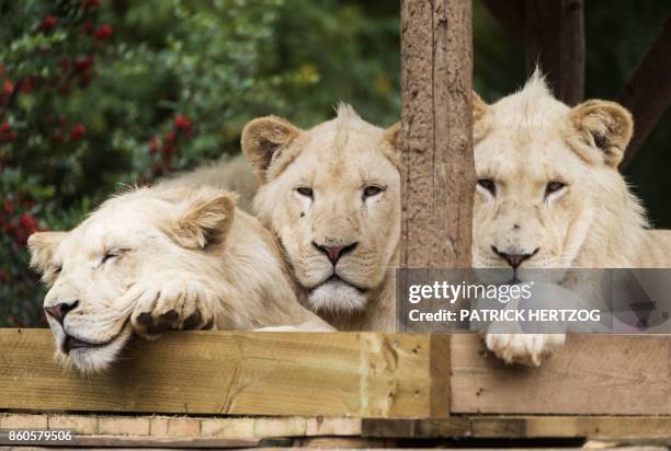 White lion cubs are pictured at their enclosure at the Zoological Park in the eastern French city of Amneville on October 12, 2017. - The three white...