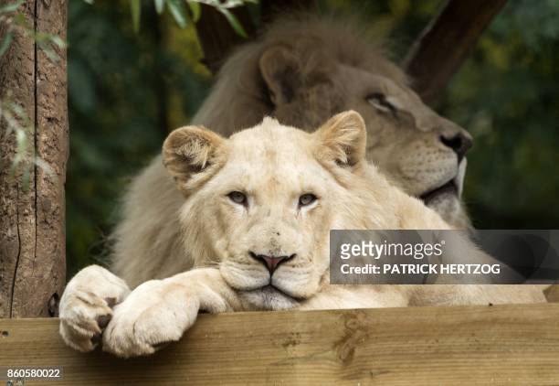 Young white lion rests next to its father Bouba at their enclosure at the Zoological Park in the eastern French city of Amneville on October 12,...