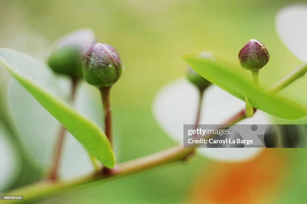 Capers on branch