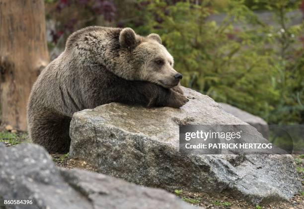 Brown bear rests on a rock at its enclosure at the Zoological Park in the eastern French city of Amneville on October 12, 2017.