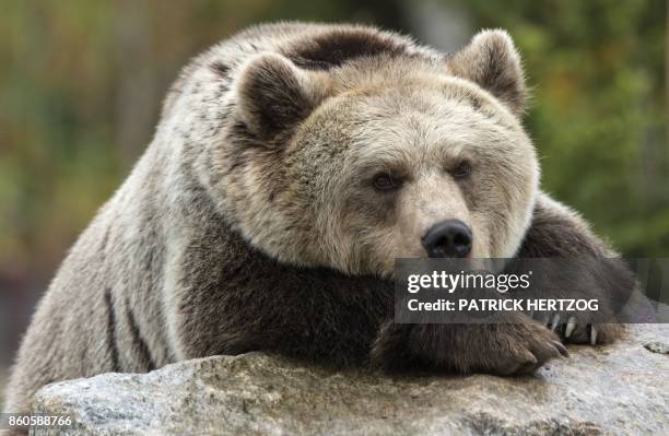 Brown bear rests on a rock at its enclosure at the Zoological Park in the eastern French city of Amneville on October 12, 2017.