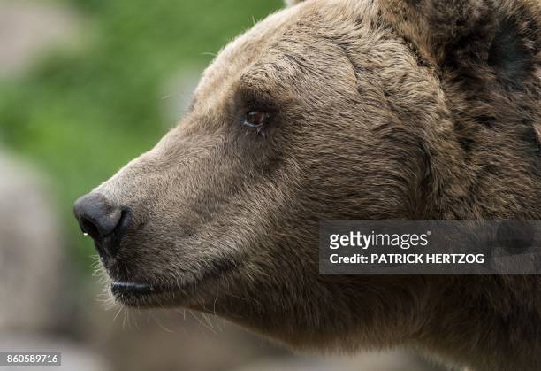 Brown bear rests at its enclosure at the Zoological Park in the eastern French city of Amneville on October 12, 2017.