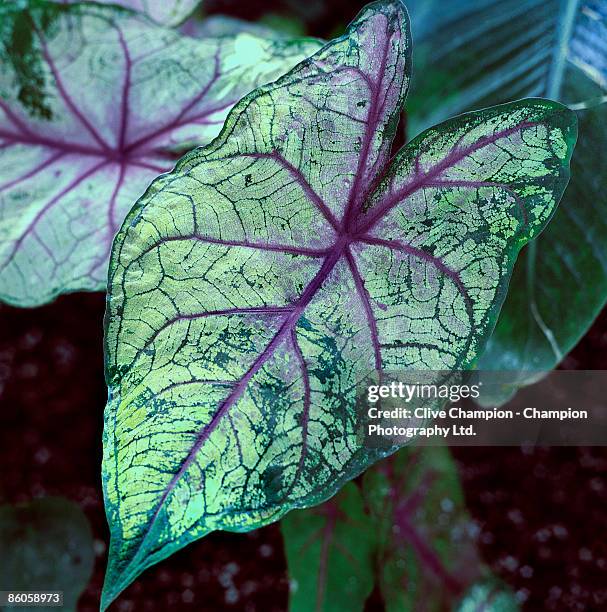 close-up of caladium plant - caladium fotografías e imágenes de stock