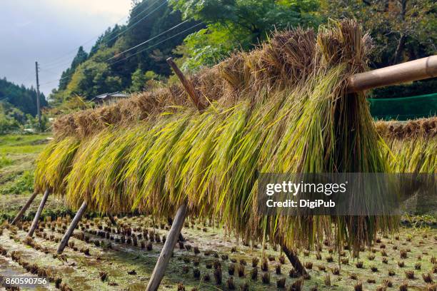 drying rice in the rice paddy - ibaraki prefecture photos et images de collection