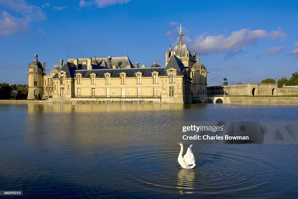Swan in lake by Chateau de Chantilly, Picardie, France