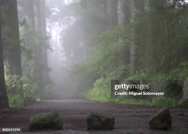 cedar trees of the old tokaido - hakone kanagawa stock pictures, royalty-free photos & images