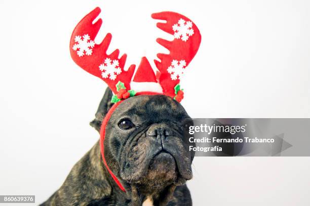 christmas for pets - diadem stockfoto's en -beelden