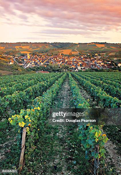 village and farmland , irancy , burgundy , france - irancy stockfoto's en -beelden