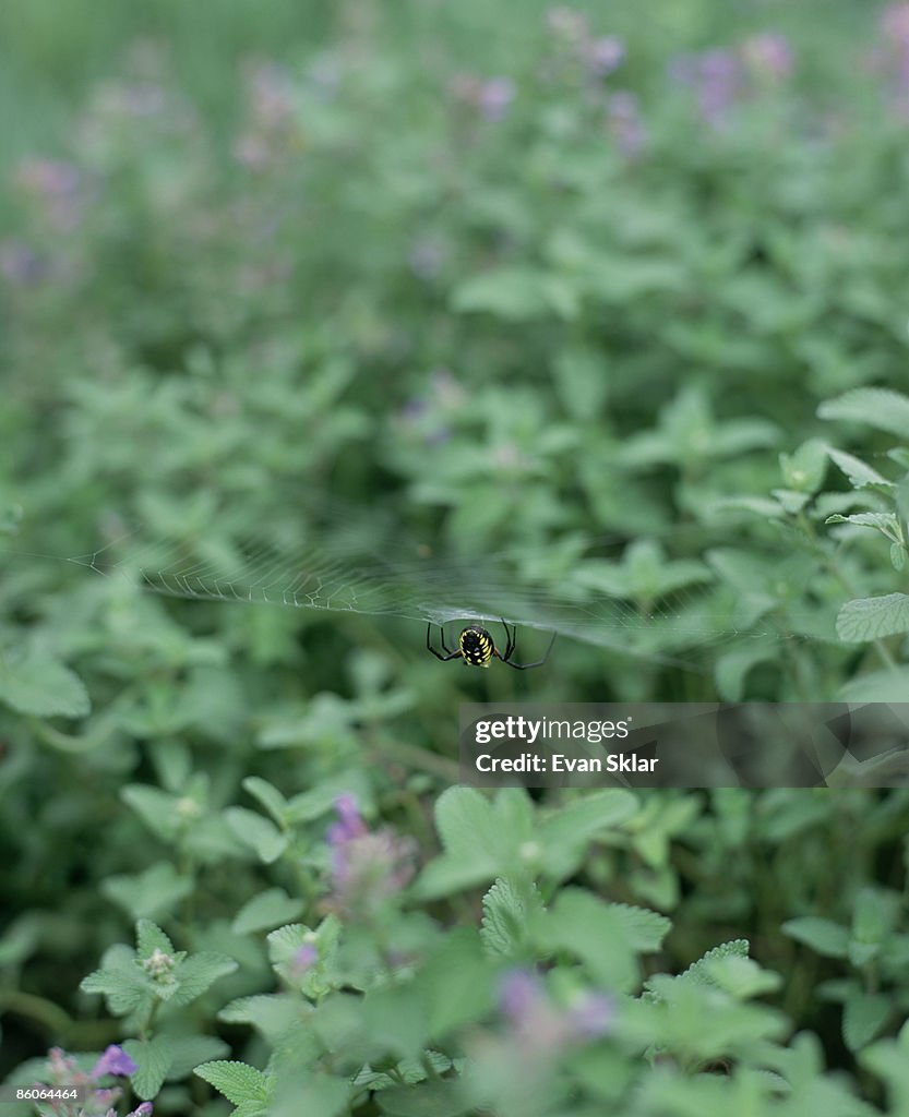 Spider with web on catnip