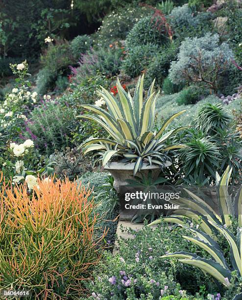 agave in urn with landscaping - decorative urn stock-fotos und bilder