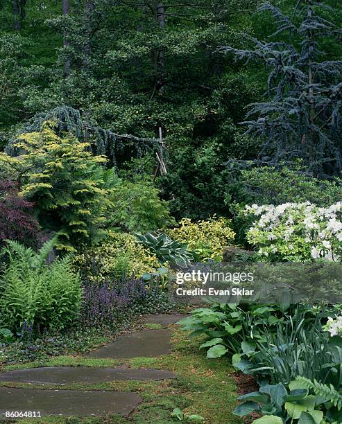 mossy path with hostas - ajuga stock pictures, royalty-free photos & images
