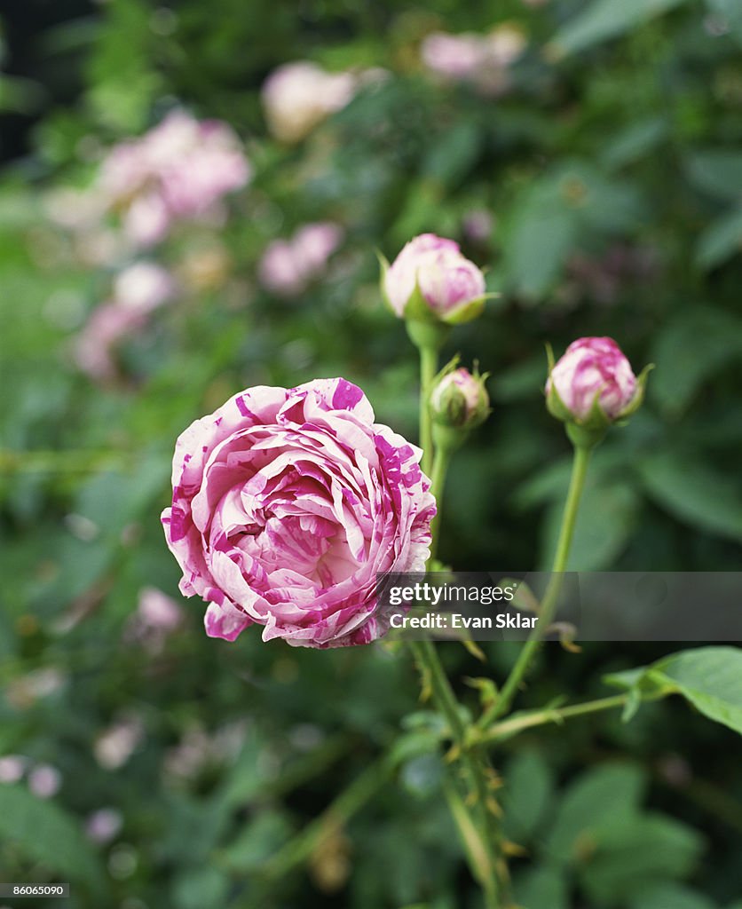 Bologna Roses Variegata Di Bologna Rose Bloom High-Res Stock Photo - Getty Images