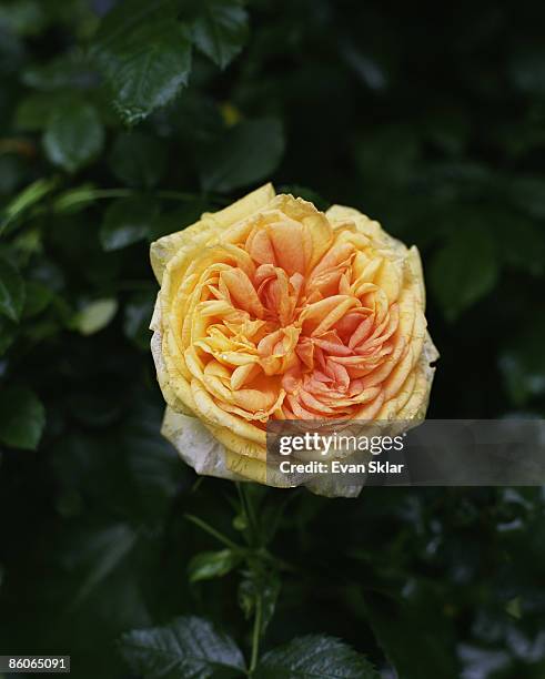 Alchemist Rose 107 Yellow Climbing Rose Stock Photos, High-Res Pictures, and Images ...