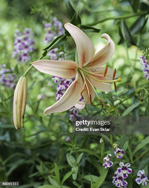 asiatic lily in bloom - asiatic lily - fotografias e filmes do acervo