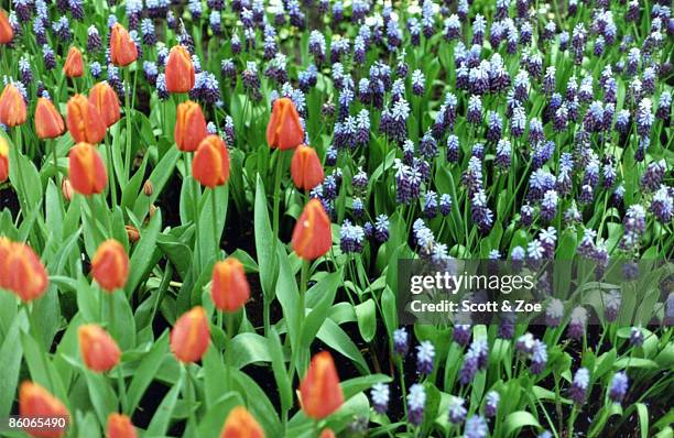 muscari and orange tulips - muscari latifolium stock pictures, royalty-free photos & images