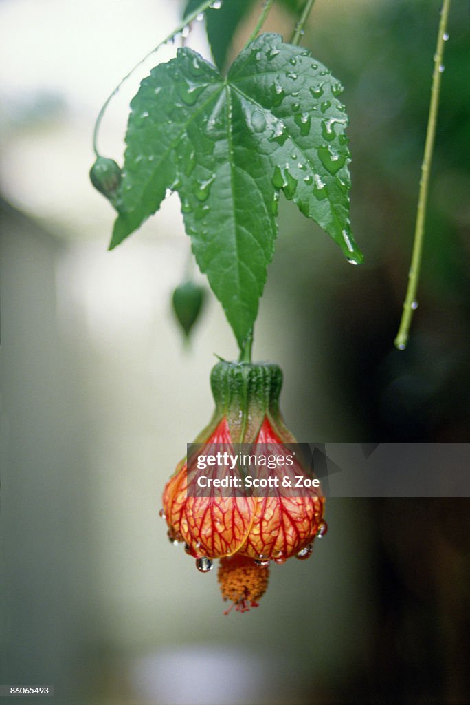 Close-up of Chinese bellflower