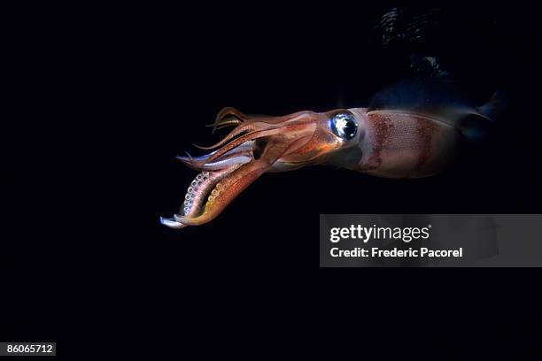 squid - bigfin reef squid stock pictures, royalty-free photos & images