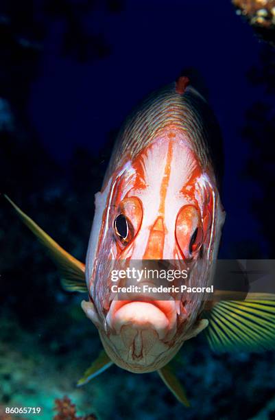 squirrelfish - squirrel fish stock-fotos und bilder