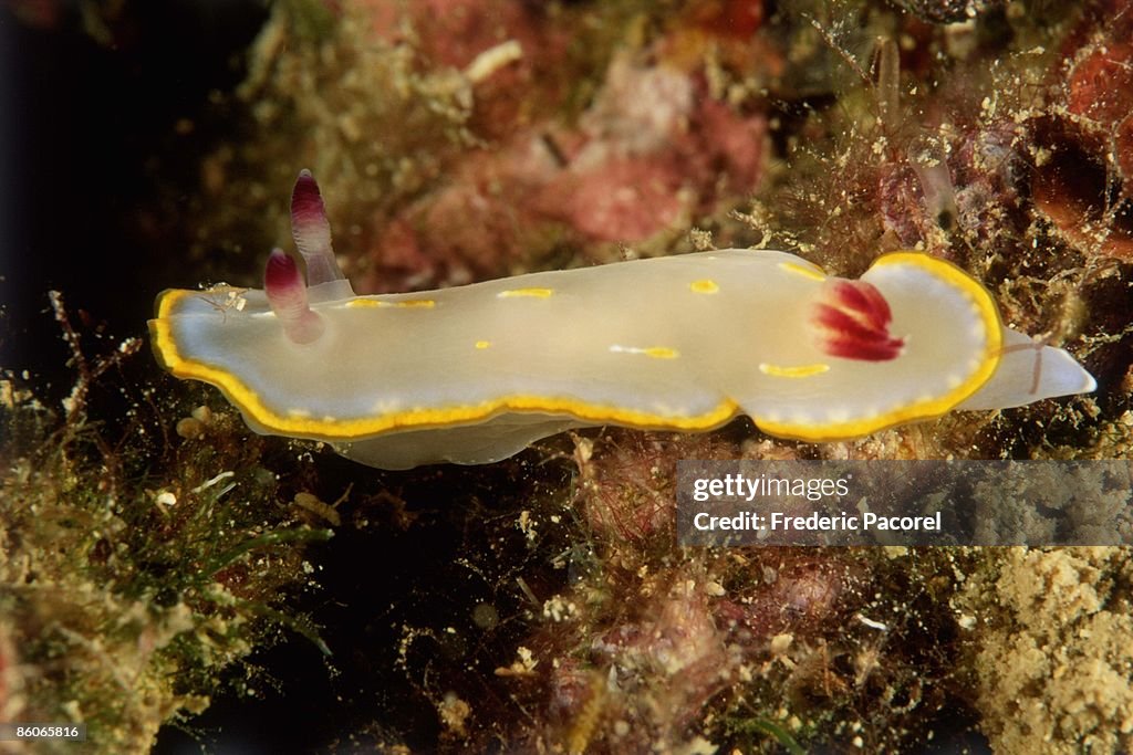 Sea slug on coral reef