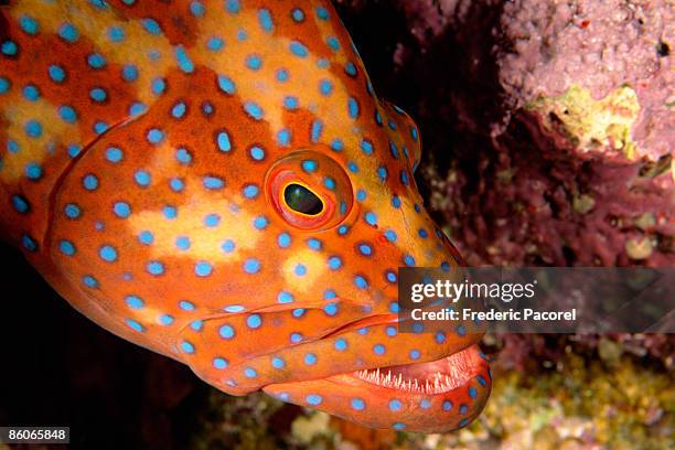 jewel grouper fish underwater - coral hind stock pictures, royalty-free photos & images