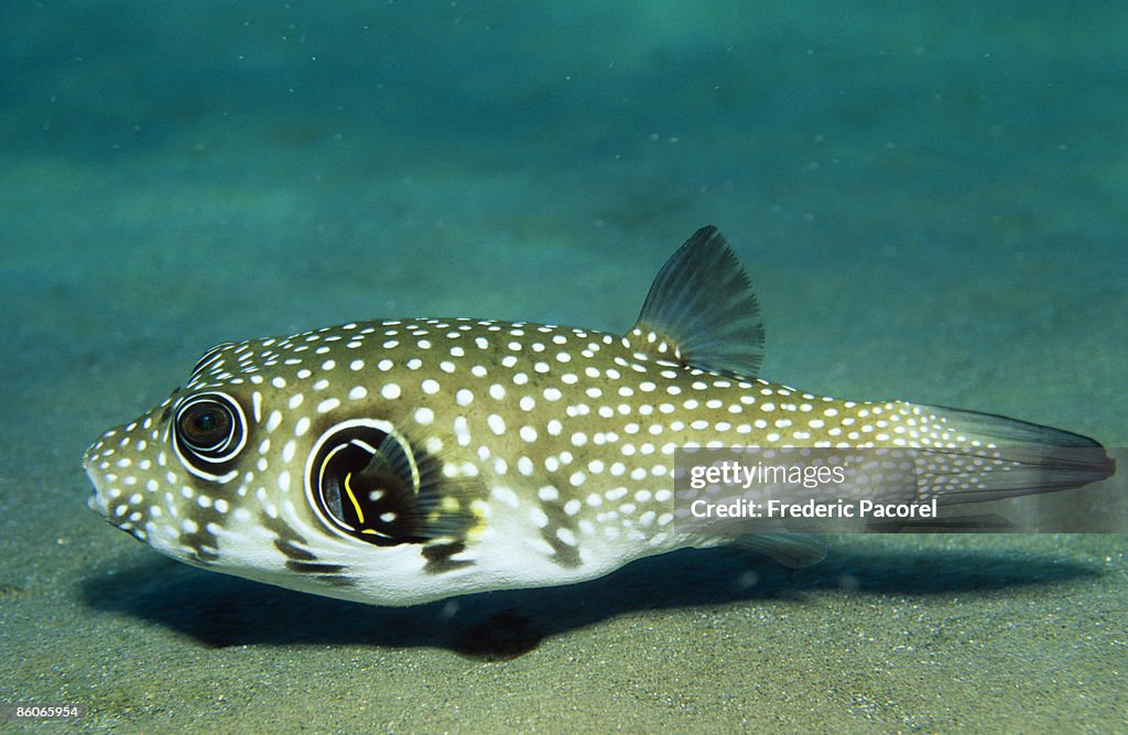 Spotted fish