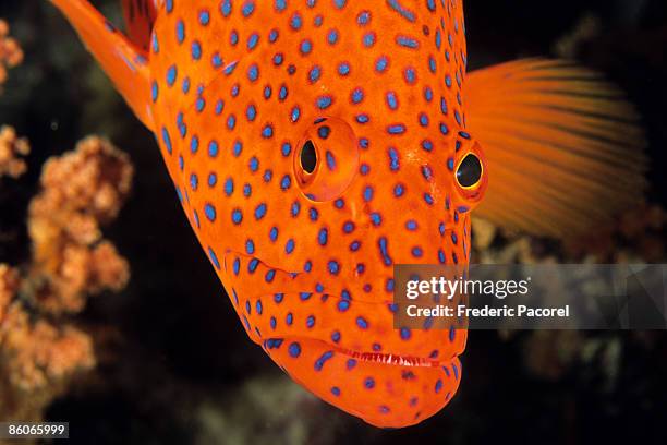 grouper fish - coral hind stock pictures, royalty-free photos & images
