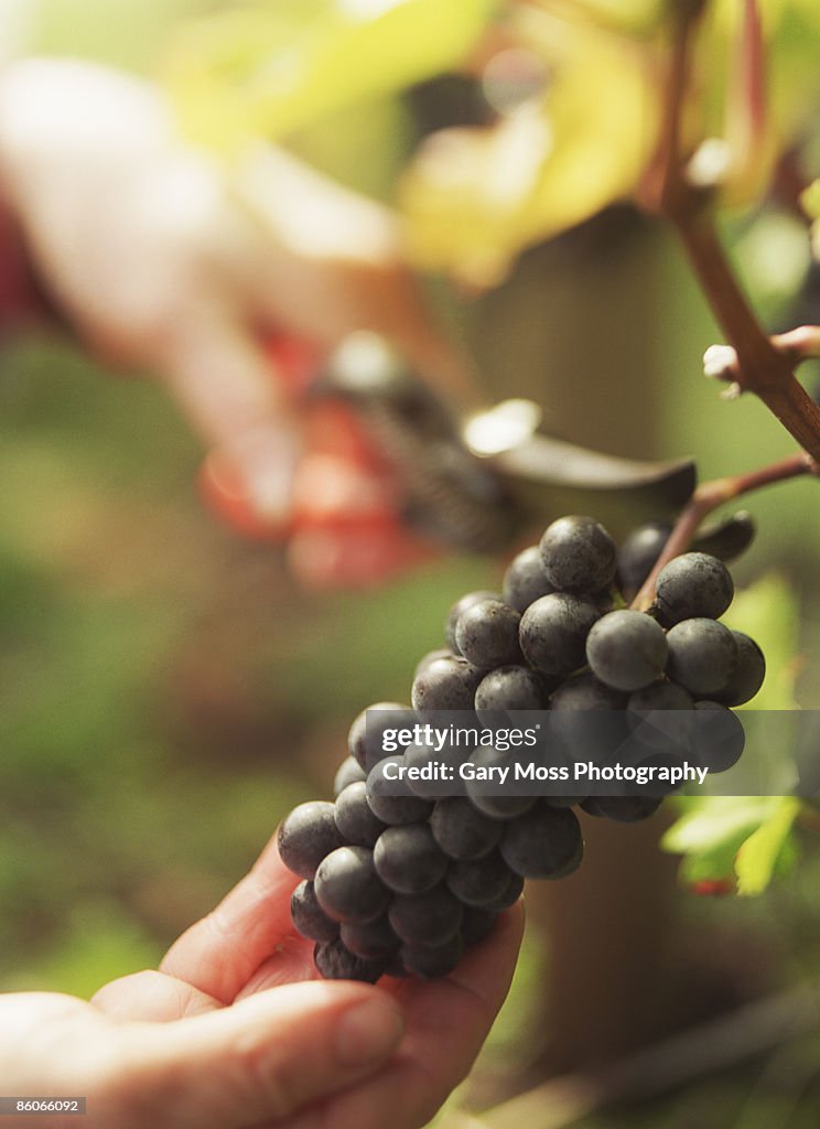 Person cutting grapes from vine