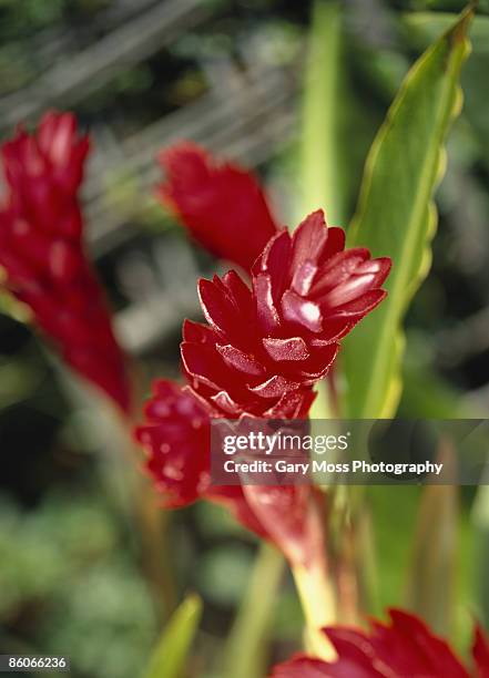 ginger blossom - alpinia zerumbet stock pictures, royalty-free photos & images