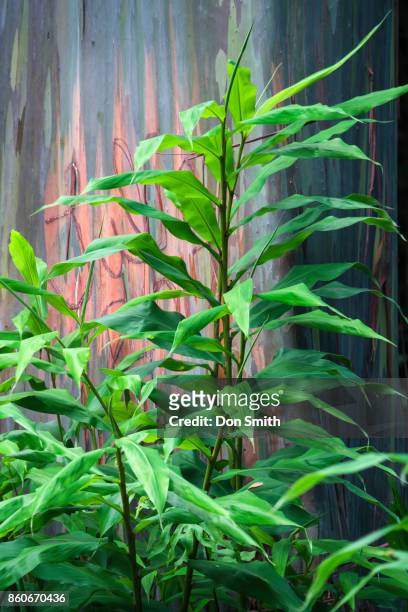 platycerium alcicome and rainbow eucalyptus - elkhorn fern stock pictures, royalty-free photos & images