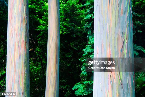 58 Rainbow Eucalyptus Maui Stock Photos, High-Res Pictures, and Images ...