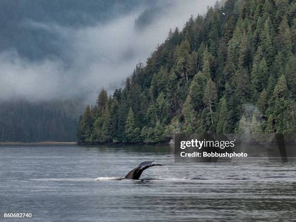 humpback whale, great bear rainforest - colúmbia britânica imagens e fotografias de stock