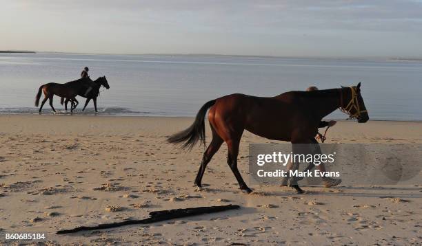 Gai Waterhouse trained horse English , prepares for tomorrow's The Everest, at Botany Bay on October 13, 2017 in Sydney, Australia.