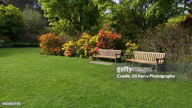 two seats in the azalea garden - park bench stockfoto's en -beelden