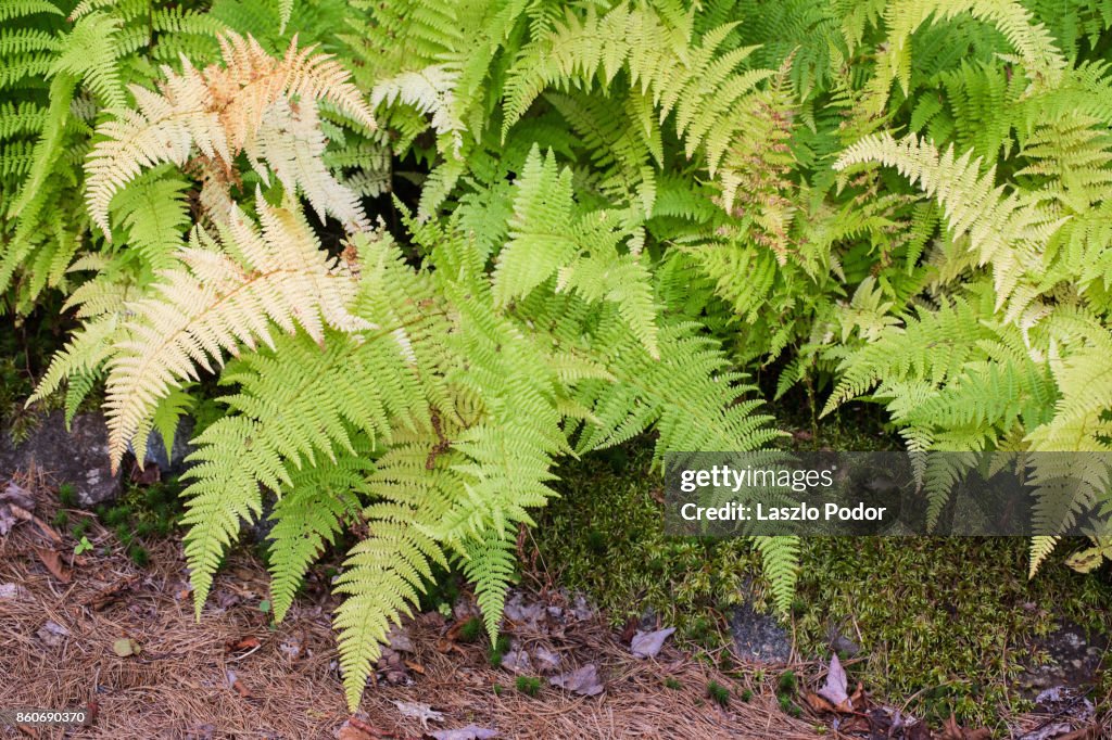 Hay-scented Fern