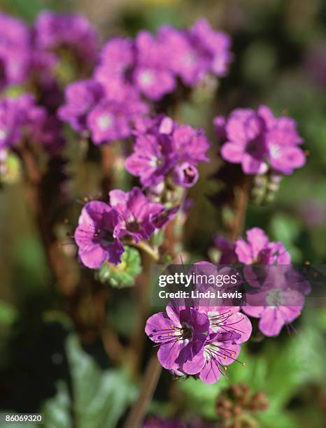 wild heliotrope flowers - phacelia stock pictures, royalty-free photos & images