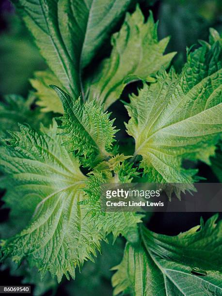 shiso - shiso stock pictures, royalty-free photos & images