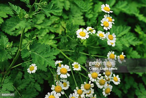 feverfew flowers - chrysanthemum parthenium stock pictures, royalty-free photos & images