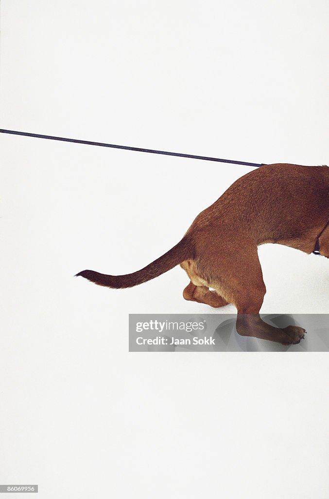 Dog on leash