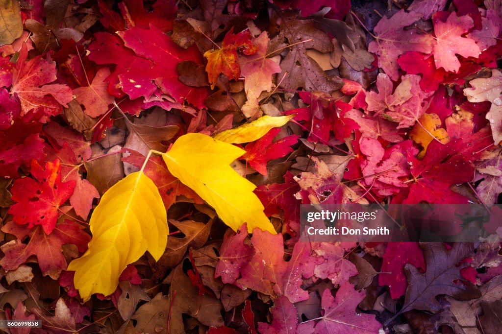 Fall Colored Leaves