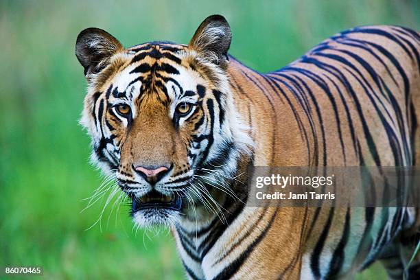 bengal tiger - panthera tigris tigris stock pictures, royalty-free photos & images