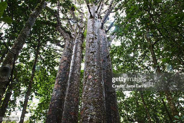 giant kauri trees,  waipoua kauri forest, north island, new zealand - waipoua forest stock pictures, royalty-free photos & images