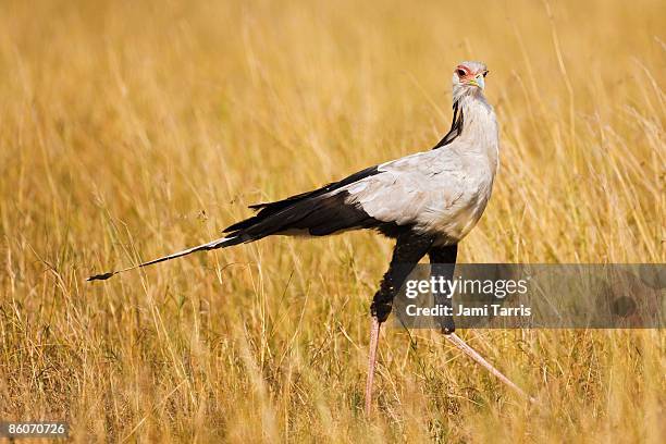 secretary bird (sagittarius serpentarius) masai mara, kenya - secretary bird stock pictures, royalty-free photos & images