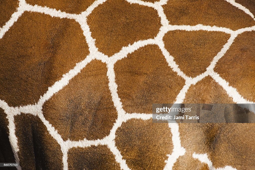 Close-up of the fur on a Reticulated giraffes (Giraffe camelopardalis) Samburu, Kenya