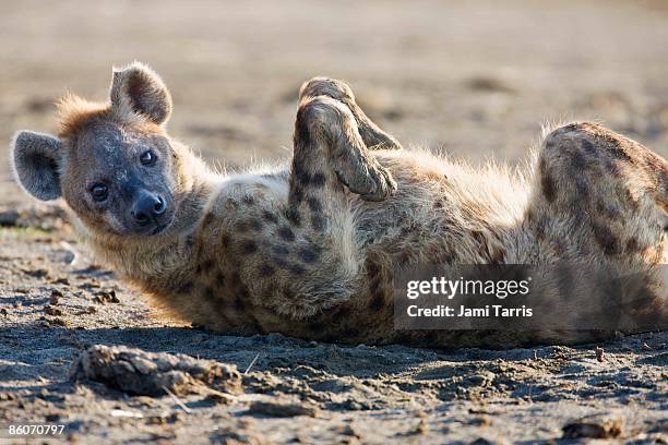 a spotted hyena (crocuta crocuta), lake nakuru, kenya - see lake nakuru stock-fotos und bilder