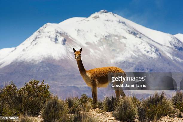 guanaco by mountain in chile - llama stock pictures, royalty-free photos & images